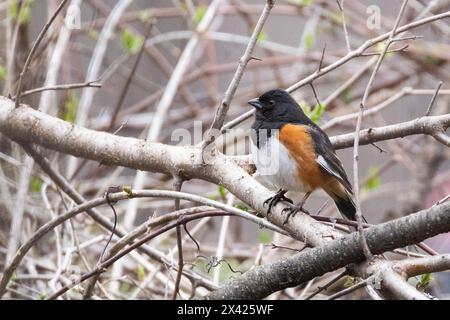 Towhee orientale (Pipilo erythrophthalmus) in primavera Foto Stock