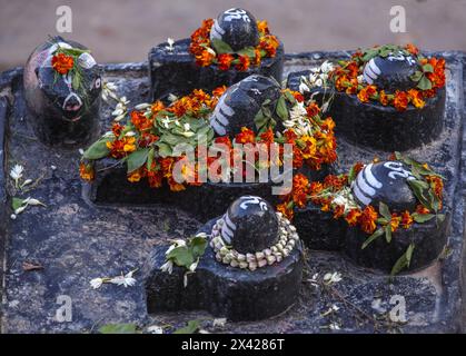 Gruppo di cinque lingam di pietra nera e un toro di pietra nera su una base di pietra nera con ghirlande di fiori a Varanasi, India. Foto Stock