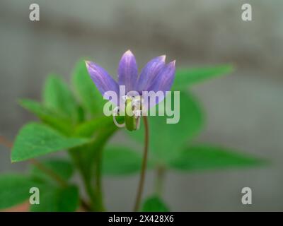 Vista frontale del fiore di mamang Lanang o Cleome Rutidosperma Foto Stock