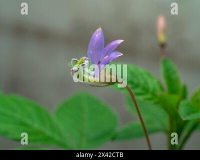 Vista laterale del fiore di Mamang Lanang o di Cleome rutidosperma scattata a Bali, Indonesia Foto Stock