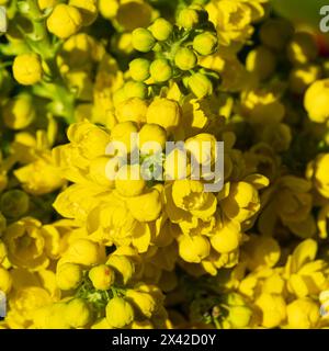 Allegri fiori gialli della strisciante Grape Holly (Berberis repens) in primavera a Boise, Idaho, Stati Uniti Foto Stock