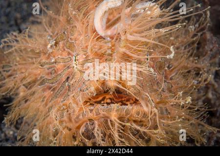 Peloso o rana striata, Antennarius striatus, stretto di Lembeh, Sulawesi settentrionale, Indonesia Foto Stock