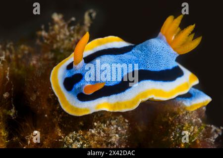 Lumaca o nudibranca, Anna's Chromodoris, Chromodoris annae, stretto di Lembeh, Sulawesi settentrionale, Indonesia Foto Stock