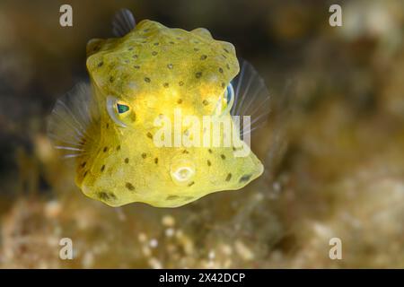 pesce persico giallo giovanile - Ostracion cubicus, stretto di Lembeh, Sulawesi settentrionale, Indonesia Foto Stock