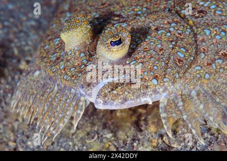 Leopard Flounder, Bothus pantherinus, Lembeh Strait, North Sulawesi, Indonesia Foto Stock