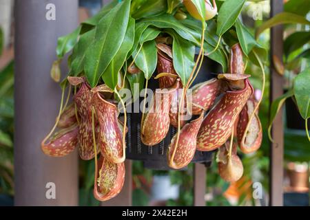 Vista ravvicinata delle Nepenthes Gaya. È una bella varietà di piante a caraffa tropicale Foto Stock