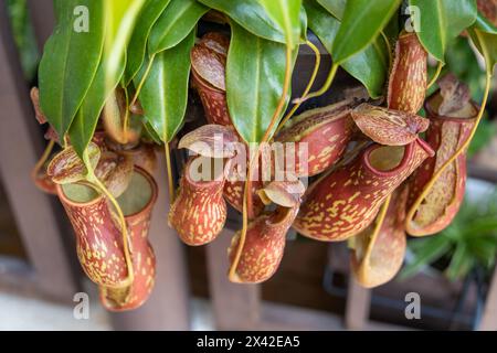 Vista ravvicinata delle Nepenthes Gaya. È una bella varietà di piante a caraffa tropicale Foto Stock