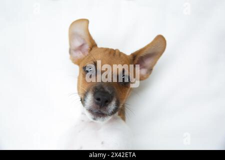 Jack Russell, Terrier Puppy, due mesi da vicino Foto Stock