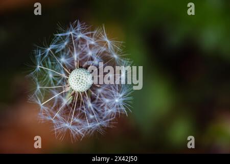 Vista dall'alto di un fiore di dente di leone con testa di semina e pappus bianco. Foto Stock