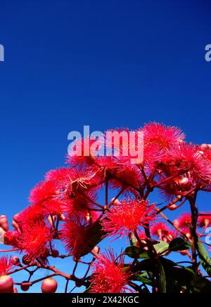 Gomma rossa in fiore (Corymbia ficifolia) contro il cielo blu, Australia occidentale Foto Stock