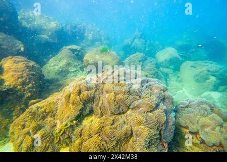 Anemoni marini tentacoli insediamenti coloniali nel loro habitat naturale calde acque tropicali su rocce barriera corallina. Foto Stock