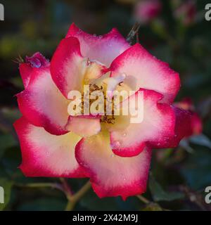 "Betty Boop" Floribunda Rose in Bloom. San Jose Municipal Rose Garden a San Jose, California. Foto Stock