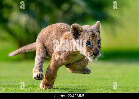 Un leone bambino è chiamato cucciolo, cucciolo o leone. Rimangono. con la madre per circa due anni, imparando a cacciare Foto Stock