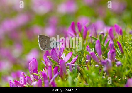 Piccola farfalla blu a punta alare, blu Amanda, Polyommatus amandus Foto Stock