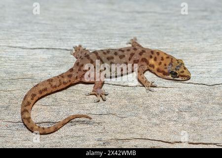 Un bellissimo geco appuntito (Pachydactylus punctatus) su un albero caduto in natura nello Zambia Foto Stock