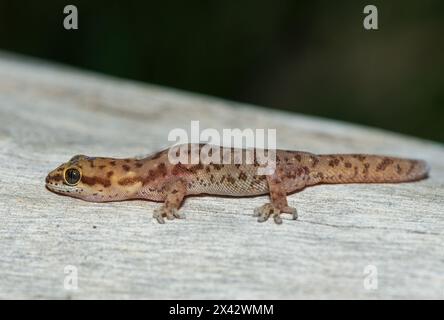 Un bellissimo geco appuntito (Pachydactylus punctatus) su un albero caduto in natura nello Zambia Foto Stock