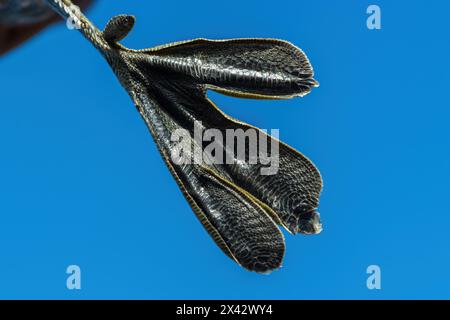 I piedi di un piccolo grebe (Tachybaptus ruficollis) Foto Stock