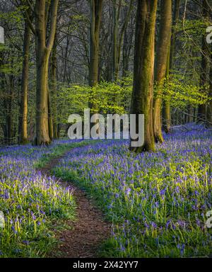 I campanelli rivestono il pavimento della foresta durante la primavera all'interno di Kings Wood, sulle Kent Downs, Inghilterra sud-orientale, Regno Unito Foto Stock