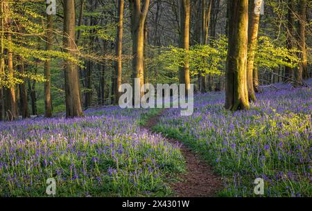 I campanelli rivestono il pavimento della foresta durante la primavera all'interno di Kings Wood, sulle Kent Downs, Inghilterra sud-orientale, Regno Unito Foto Stock