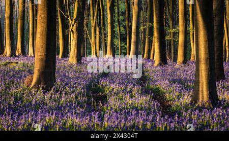 I campanelli rivestono il pavimento della foresta durante la primavera all'interno di Kings Wood, sulle Kent Downs, Inghilterra sud-orientale, Regno Unito Foto Stock