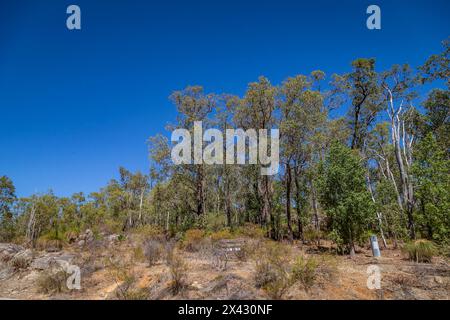 Beelu National Park sulla collina di Perth, Australia Occidentale. Foto Stock