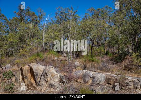 Beelu National Park sulla collina di Perth, Australia Occidentale. Foto Stock