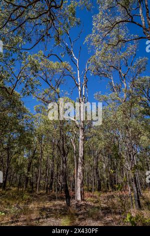 Beelu National Park sulla collina di Perth, Australia Occidentale. Foto Stock