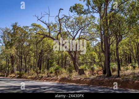 Beelu National Park sulla collina di Perth, Australia Occidentale. Foto Stock