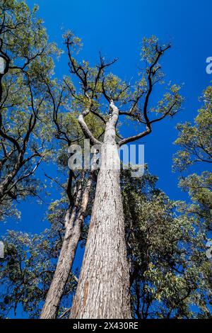 Beelu National Park sulla collina di Perth, Australia Occidentale. Foto Stock