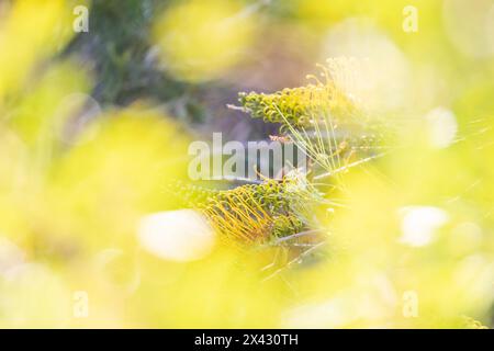 Grevillea 'Golden Lyre fiore con fiori fuori fuoco intorno, Perth Hills, Australia Occidentale. Foto Stock