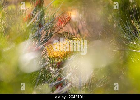 Grevillea 'Golden Lyre fiore con fiori fuori fuoco intorno, Perth Hills, Australia Occidentale. Foto Stock