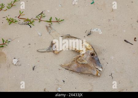 Pesce morto con denti umani su Caya Coco Cuba Foto Stock