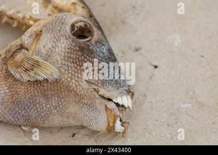 Pesce morto con denti umani su Caya Coco Cuba Foto Stock