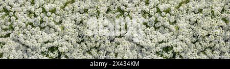 Striscione floreale. Piccoli fiori di Alyssum bianchi coprono il terreno come un tappeto pieno. Piccoli e delicati fiori bianchi, che fioriscono in lussureggiante erba verde, creando un bellissimo stato Foto Stock