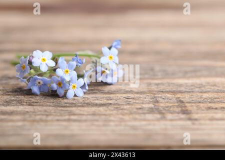 Bellissimi fiori dimenticati su sfondo di legno, primo piano. Spazio per il testo Foto Stock