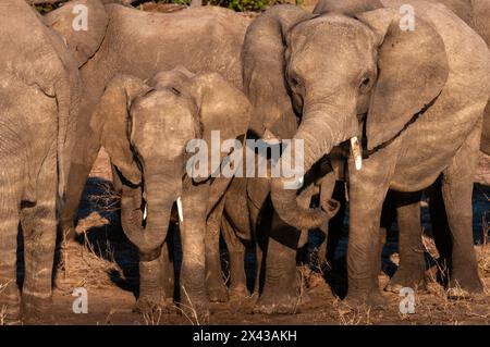Elefanti africani, Loxodonta Africana, sulle rive del fiume Chobe, Parco Nazionale del Chobe, Kasane, Botswana. Foto Stock