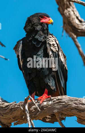 Ritratto ravvicinato di un'aquila bateleur, Terathopius ecaudatus, appollaiata su un ramo d'albero morto. Khwai, Delta dell'Okavango, Botswana. Foto Stock