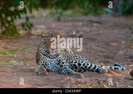 Ritratto di un leopardo, Panthera pardus, a riposo. Mashatu Game Reserve, Botswana. Foto Stock