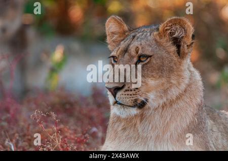 Ritratto da vicino di un leone, Panthera leo. Riserva di caccia di Mashatu, Botswana. Foto Stock