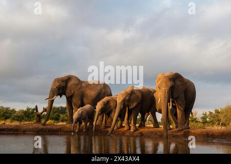 Una mandria di elefanti africani, Loxodonta Africana, che beve. Riserva di caccia di Mashatu, Botswana. Foto Stock