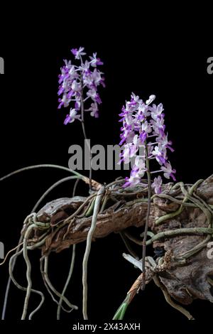 Vista ravvicinata delle specie di orchidee epifitiche tropicali in fiore viola e bianco seidenfadenia mitrata che crescono su legno isolato su sfondo nero Foto Stock