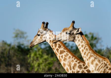 Un ritratto di due giraffe meridionali maschili, Giraffa camelopardalis. Delta dell'Okavango, Botswana. Foto Stock