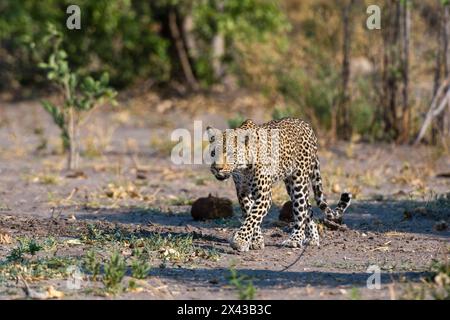 una femmina leopardo, Panthera pardus, a piedi nella palude Savuti del Parco Nazionale di Chobe. Botswana. Foto Stock