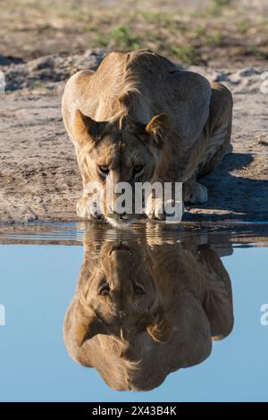 Un leone sub-adulto, Panthera leo, beve al waterhole. Savuti, Parco Nazionale di Chobe, Botswana Foto Stock