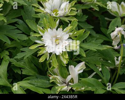 Un unico fiore bianco e verde con frange del semi-doppio anemone in legno Anemone nemorosa 'Yerda Rasmusen'. ' Foto Stock