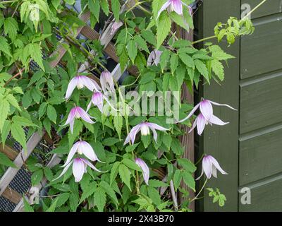 Il primo scalatore in fiore Clematis alpina "Willy" con i suoi delicati fiori rosa pallido che crescono su un traliccio. Foto Stock