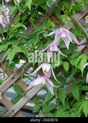 Il primo scalatore in fiore Clematis alpina "Willy" con i suoi delicati fiori rosa pallido che crescono su un traliccio. Foto Stock