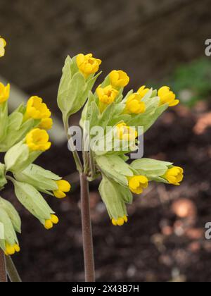 Un'unica testa di fiore del prato Primula veris, il comune cowslip Foto Stock