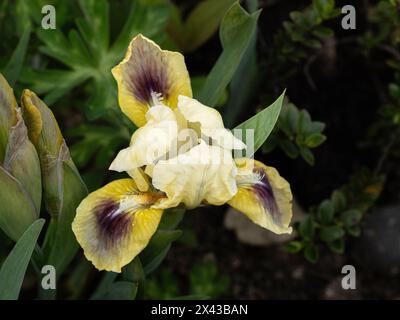 Primo piano di un singolo fiore giallo pallido dell'Iris nana in miniatura "occhi luminosi" Foto Stock