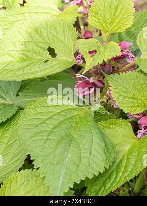 Le foglie verdi e i fiori con cappuccio rosa dell'ortica morta di Lamium ovale Foto Stock
